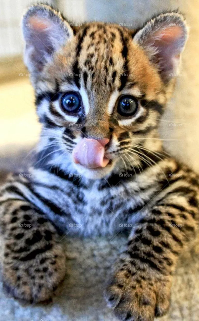 cute cat
