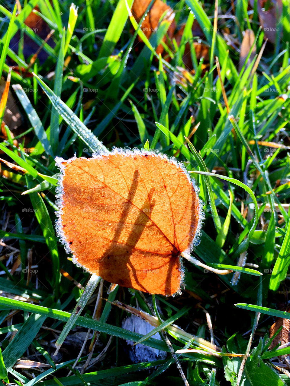 Frost，Leaf