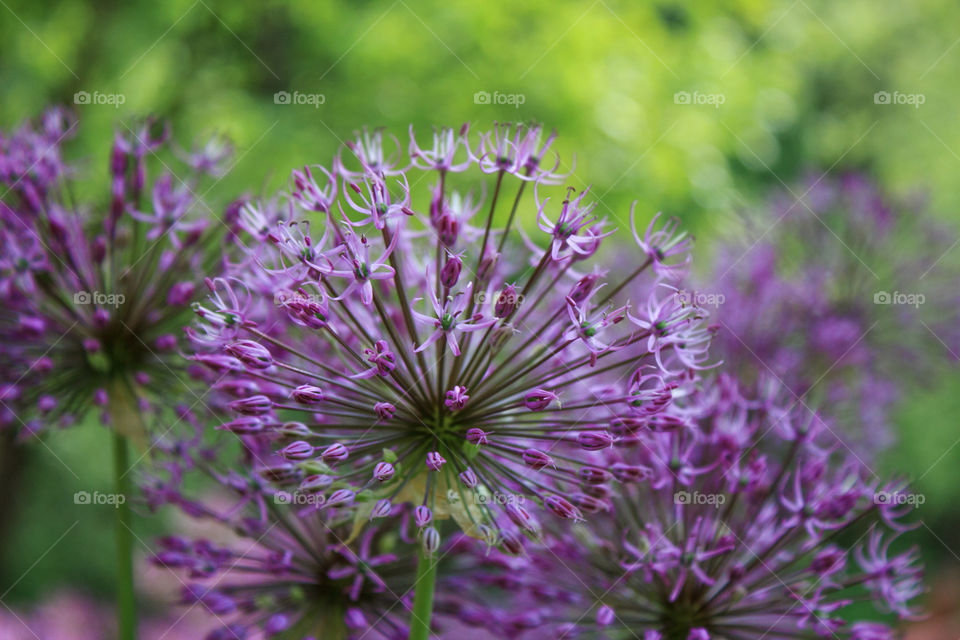 spherical purple flower