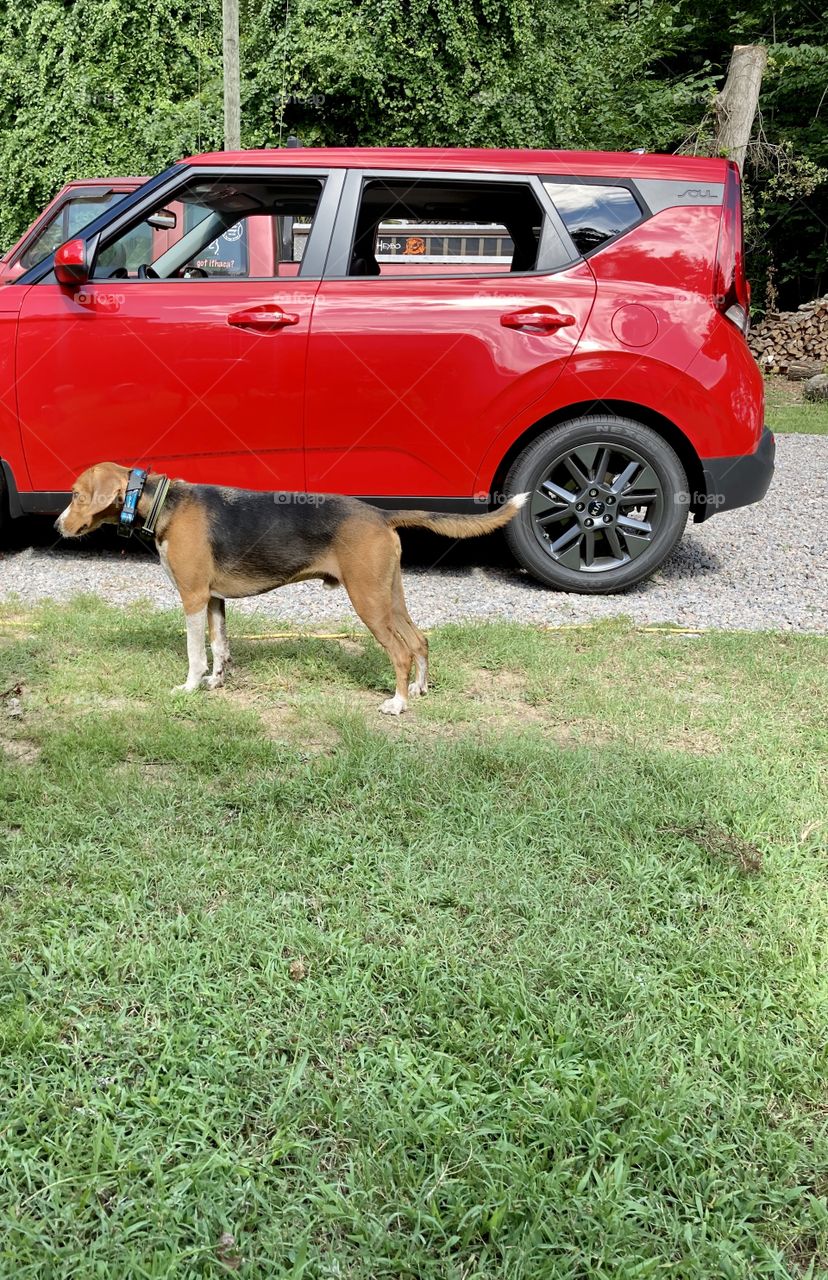 Dog standing next to red Kia Soul car