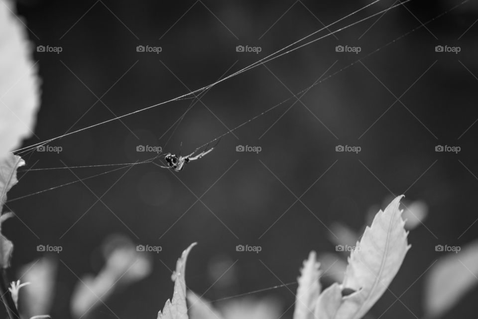 Black and white spider