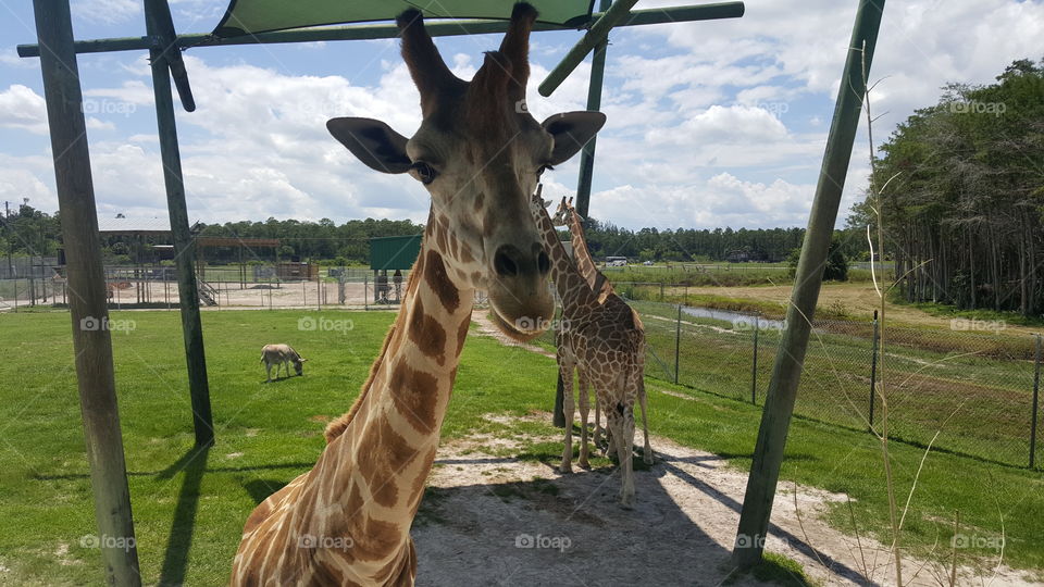 Giraffe - Lion Country Safari