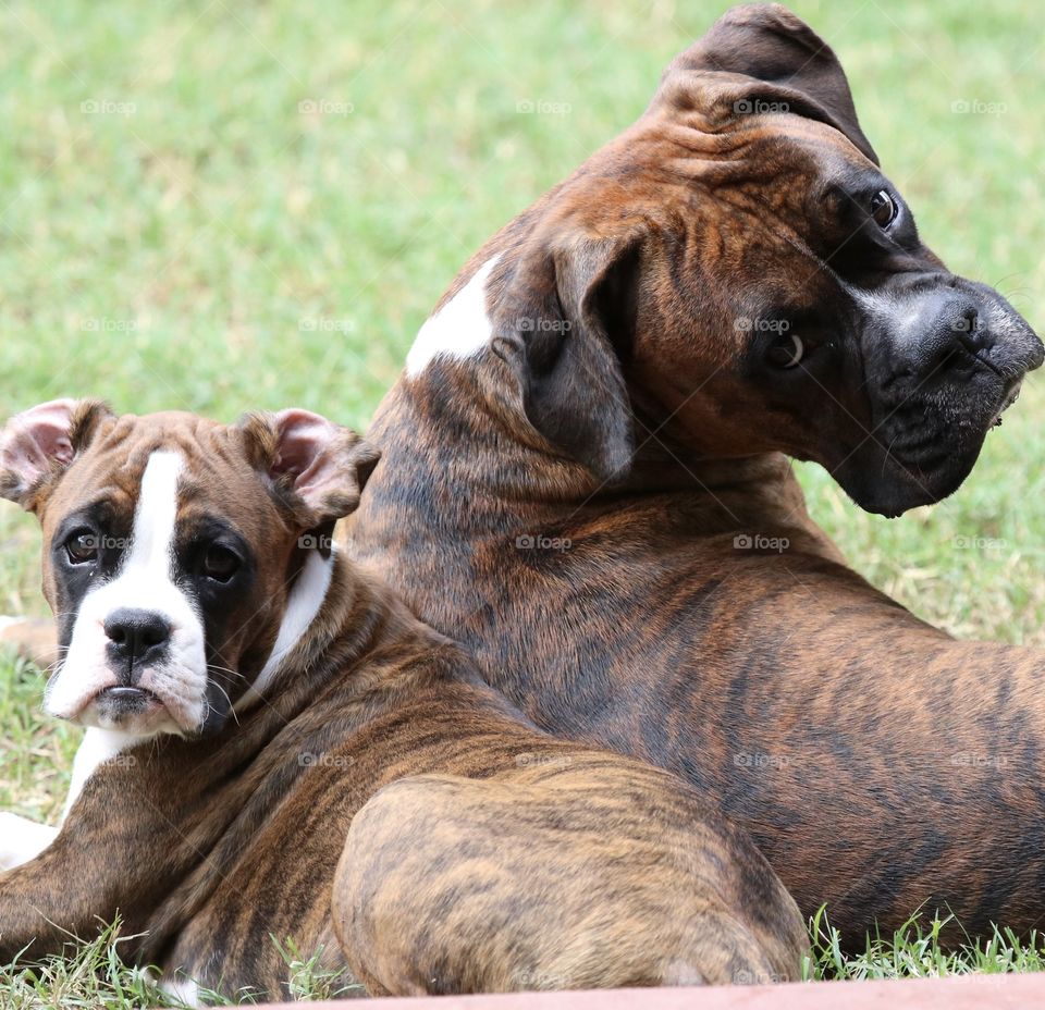 2 boxers hanging out 