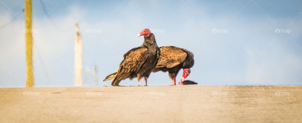 Canadian Turkey Vultures