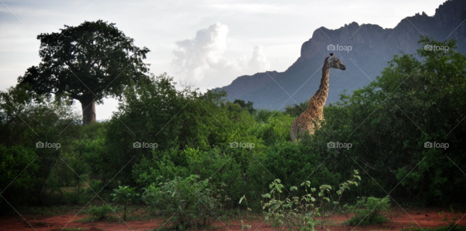 mountain holiday africa safari by daniel.stephens.50596