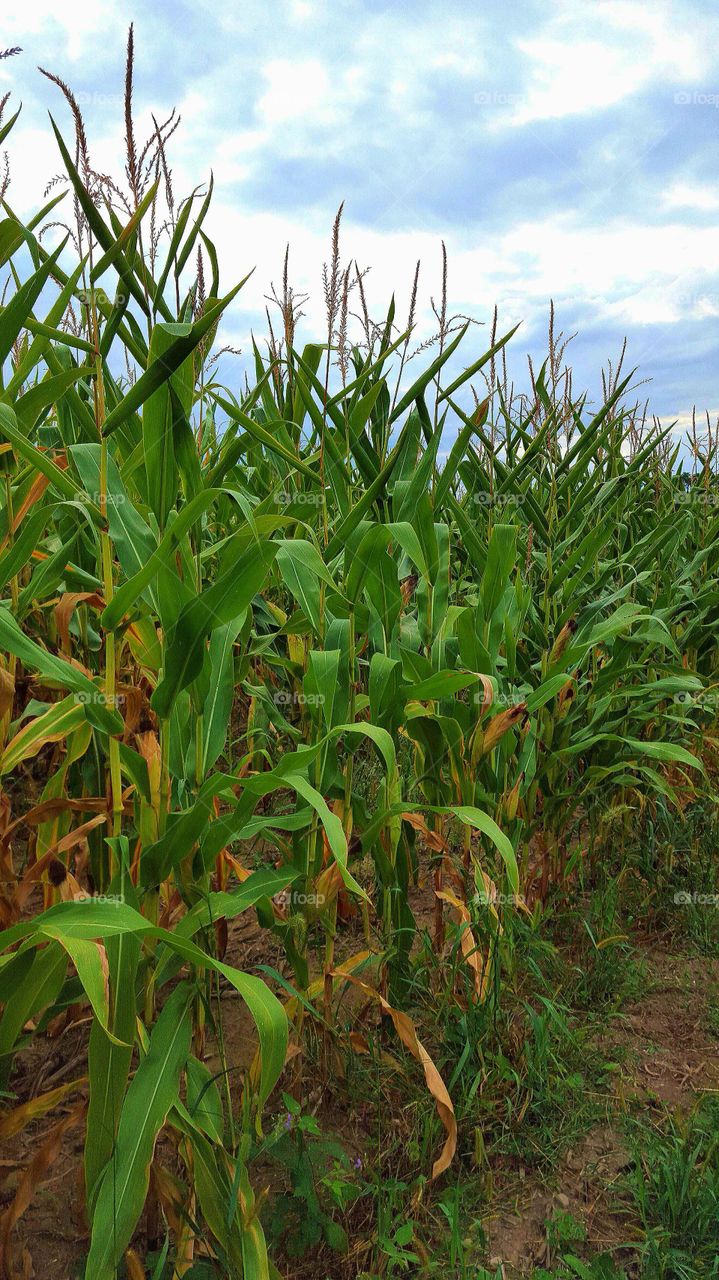 Corn Row