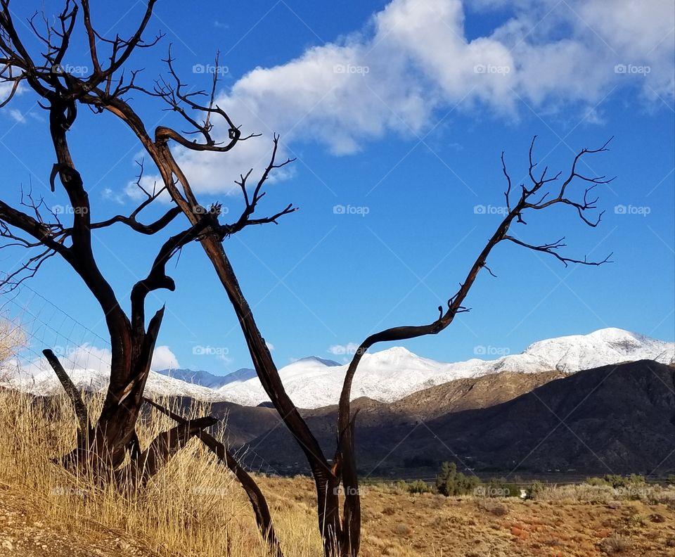 The high desert landscape after a winter storm.
Dead tree branches reach outward and create a silhouette against snowcapped mountains and blue sky.
