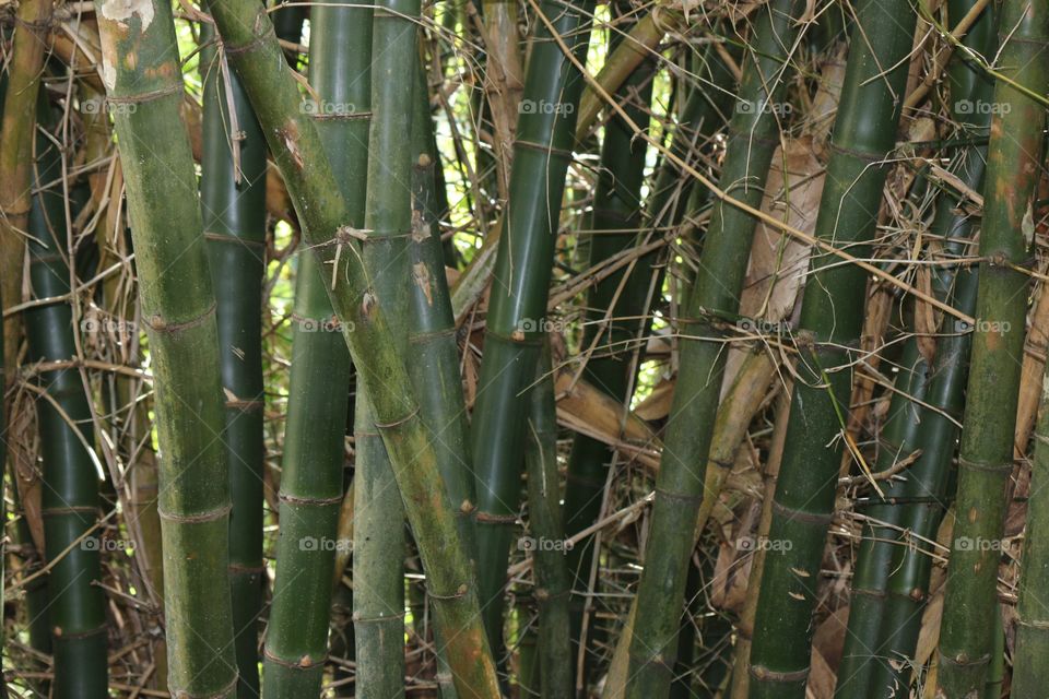 Bamboo. Bamboo tree