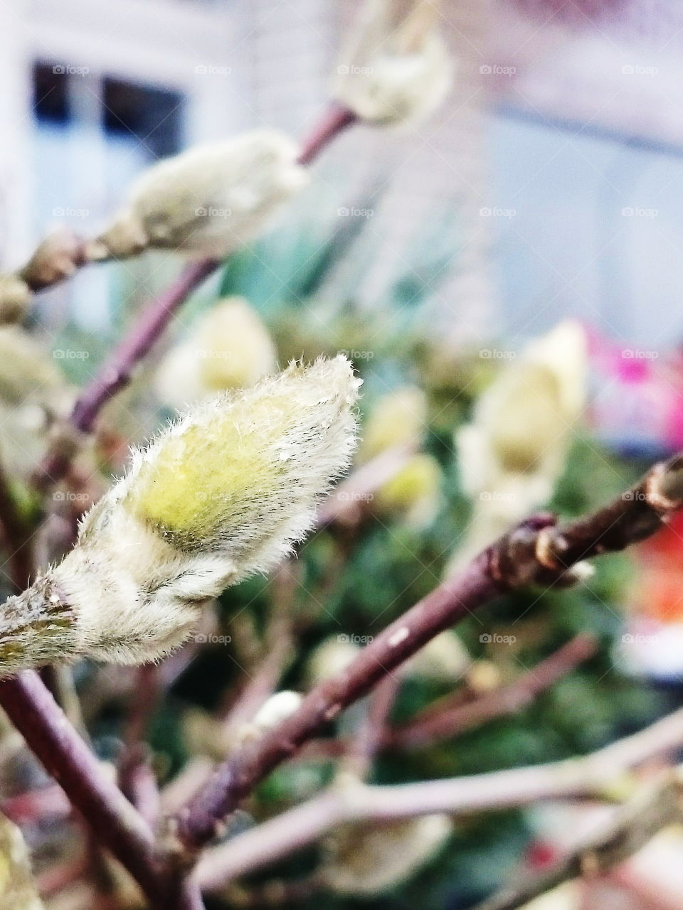 First spring buds