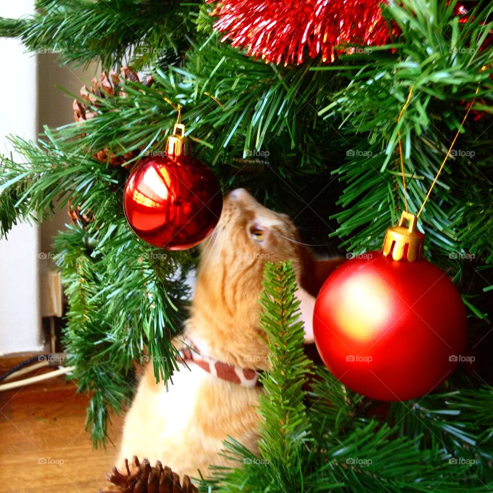 Christmas cat. Christmas cat 