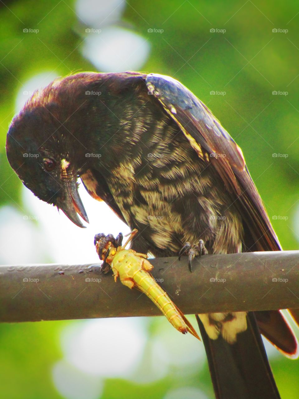 Black drongo eating a grasshopper. The black drongo (Dicrurus macrocercus) is a small Asian passerine bird of the drongo family Dicruridae.