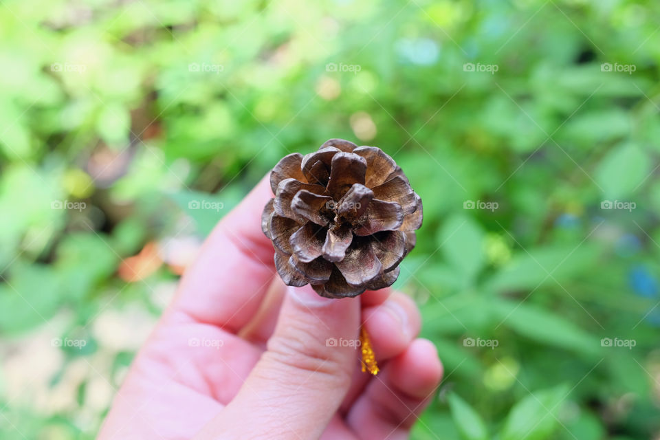 Hand holding a pine cone