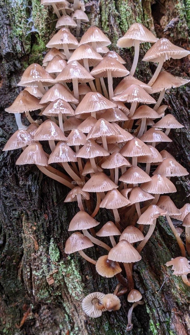 many mushrooms like little hats or umbrella's