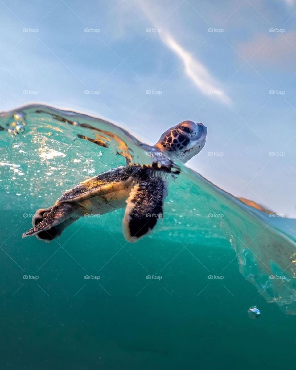 Ride The Wave Little Dude 