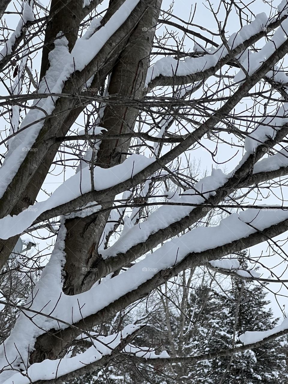 Branches covered in snow 