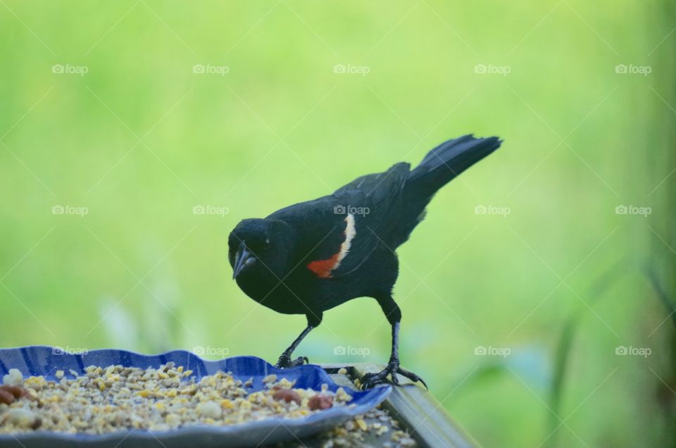 Redwing Blackbird At Freeder