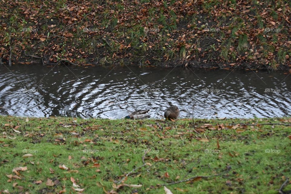 Water, River, Pool, Nature, Bird