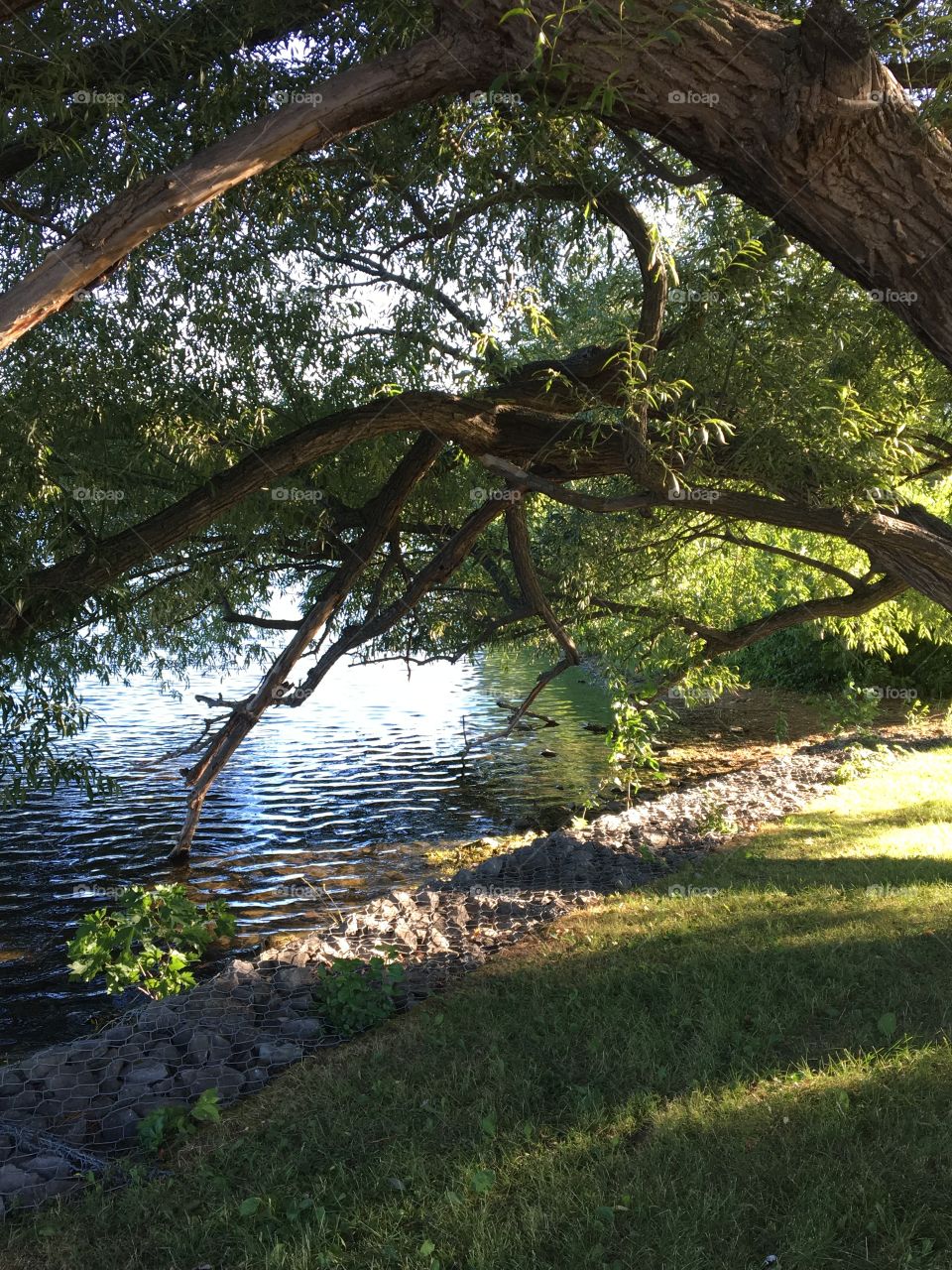 Weeping willows reaching out to the river 
