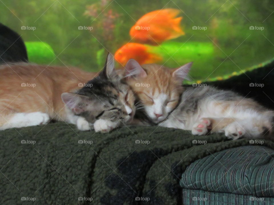 Sleeping kittens  with fish