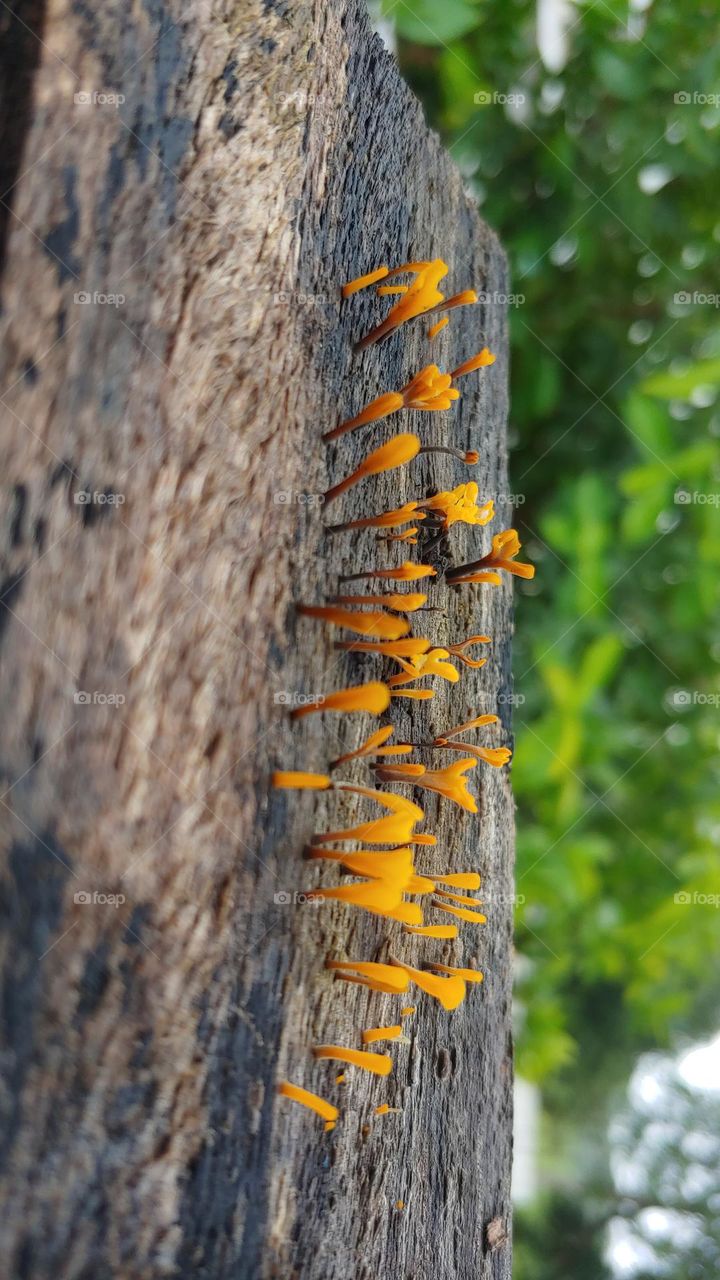 mushrooms captured