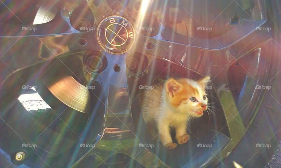 this kitten loves the bmw