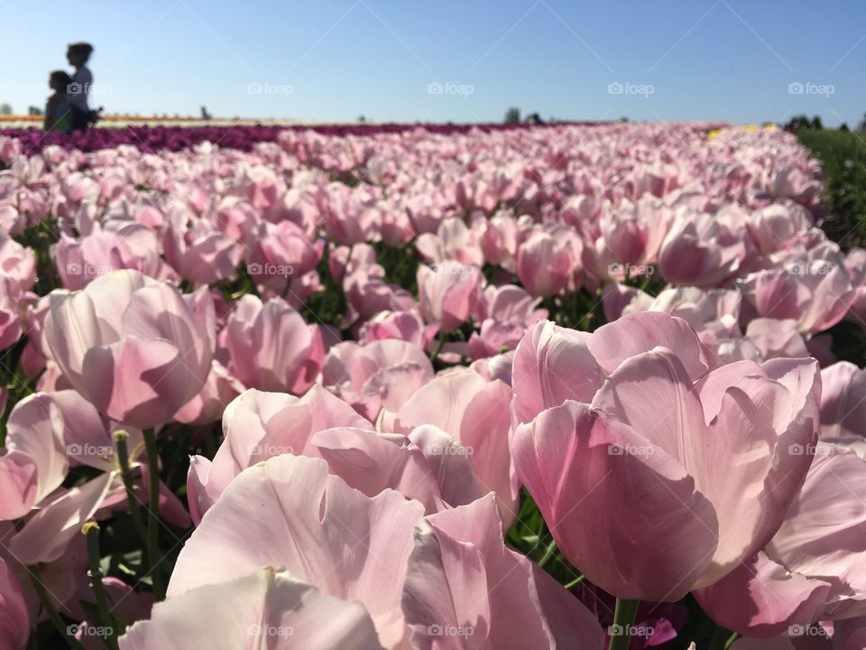 Pink tulips