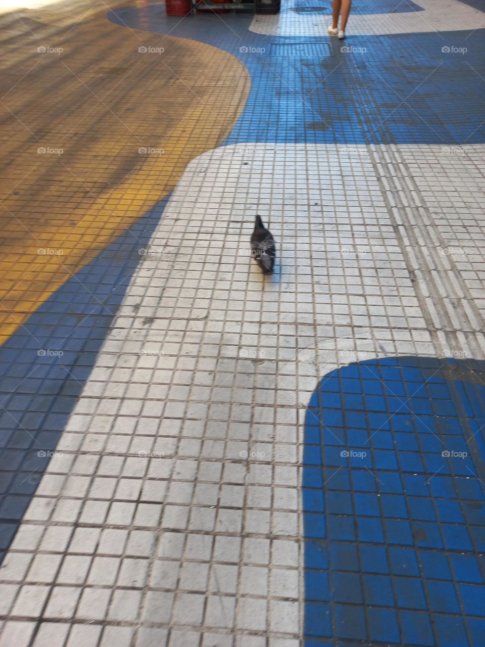 O pombo e o centro urbano. Os pombos são aves  ativas durante o dia e descansam à noite. Os pombos  são considerados pragas urbanas por se reproduzirem de forma rápida e não  possuírem predadores naturais nos grandes centos urbanos