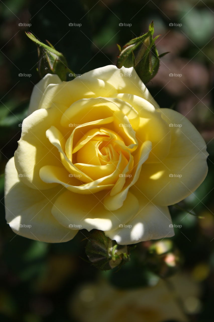 Yellow Rose