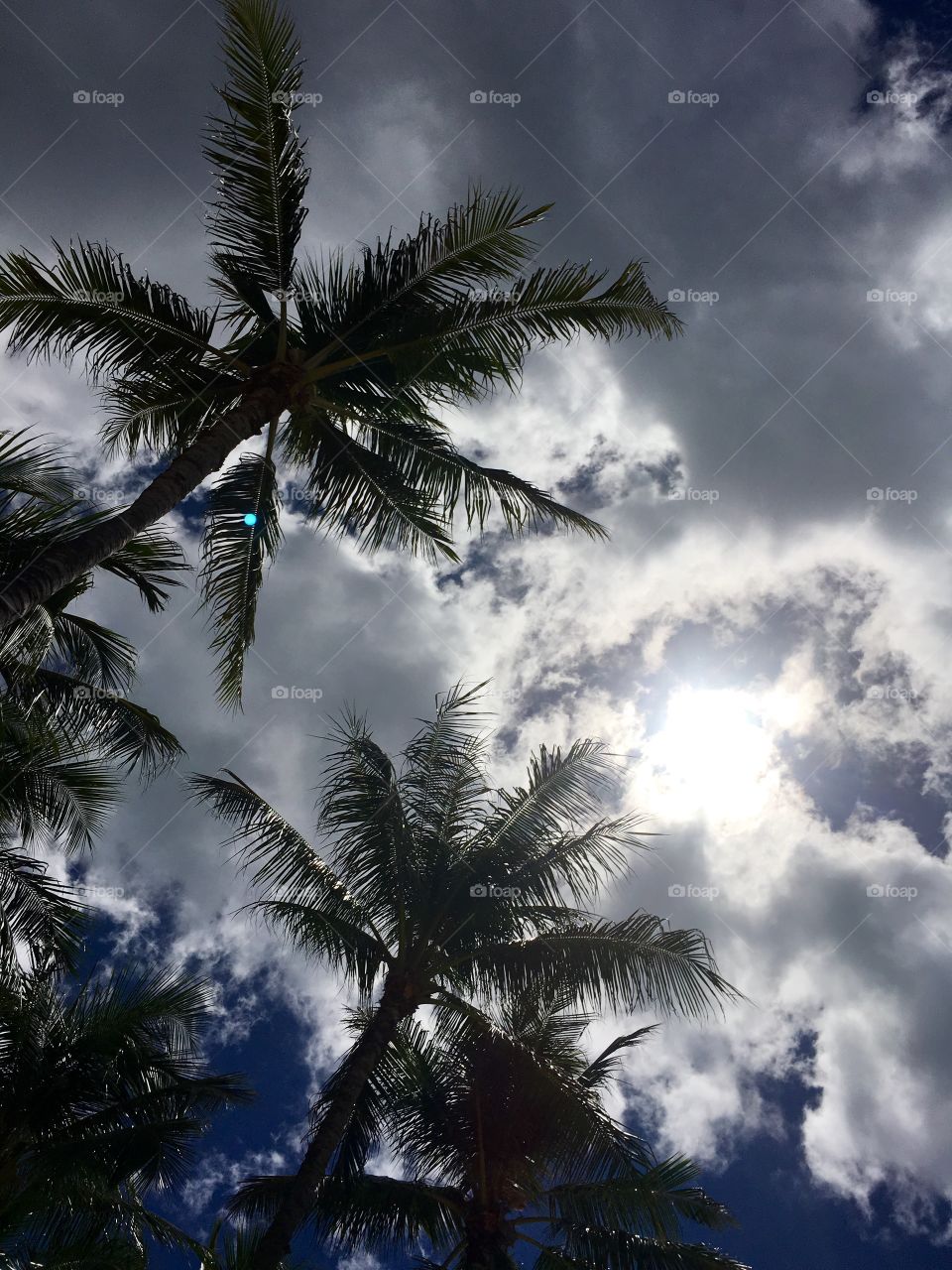 Low angle of palm trees