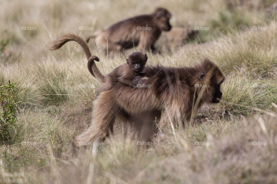 Little gelada 