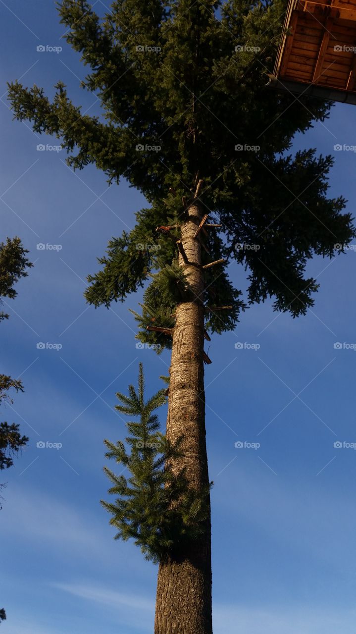 Tree, No Person, Wood, Outdoors, Sky