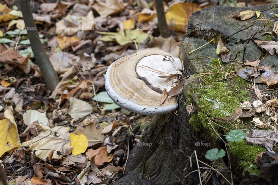 Stump with wood mushrooms