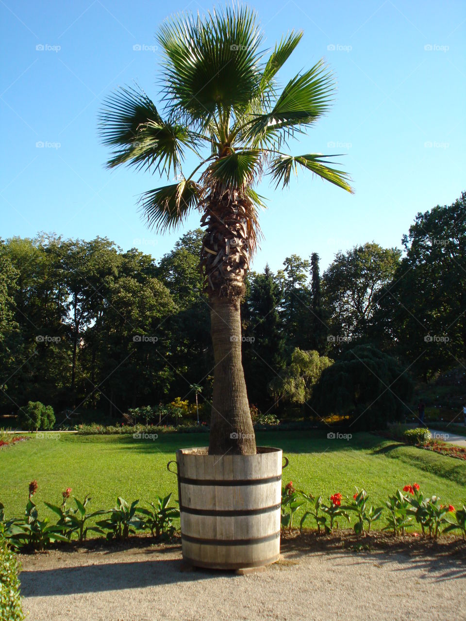 A Palm in a Botanic Garden