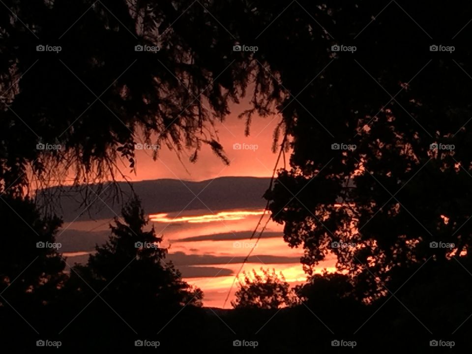 Sunset through branches