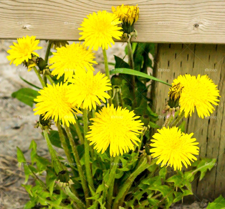 Bright yellow dandelions against a wood fence. Country living