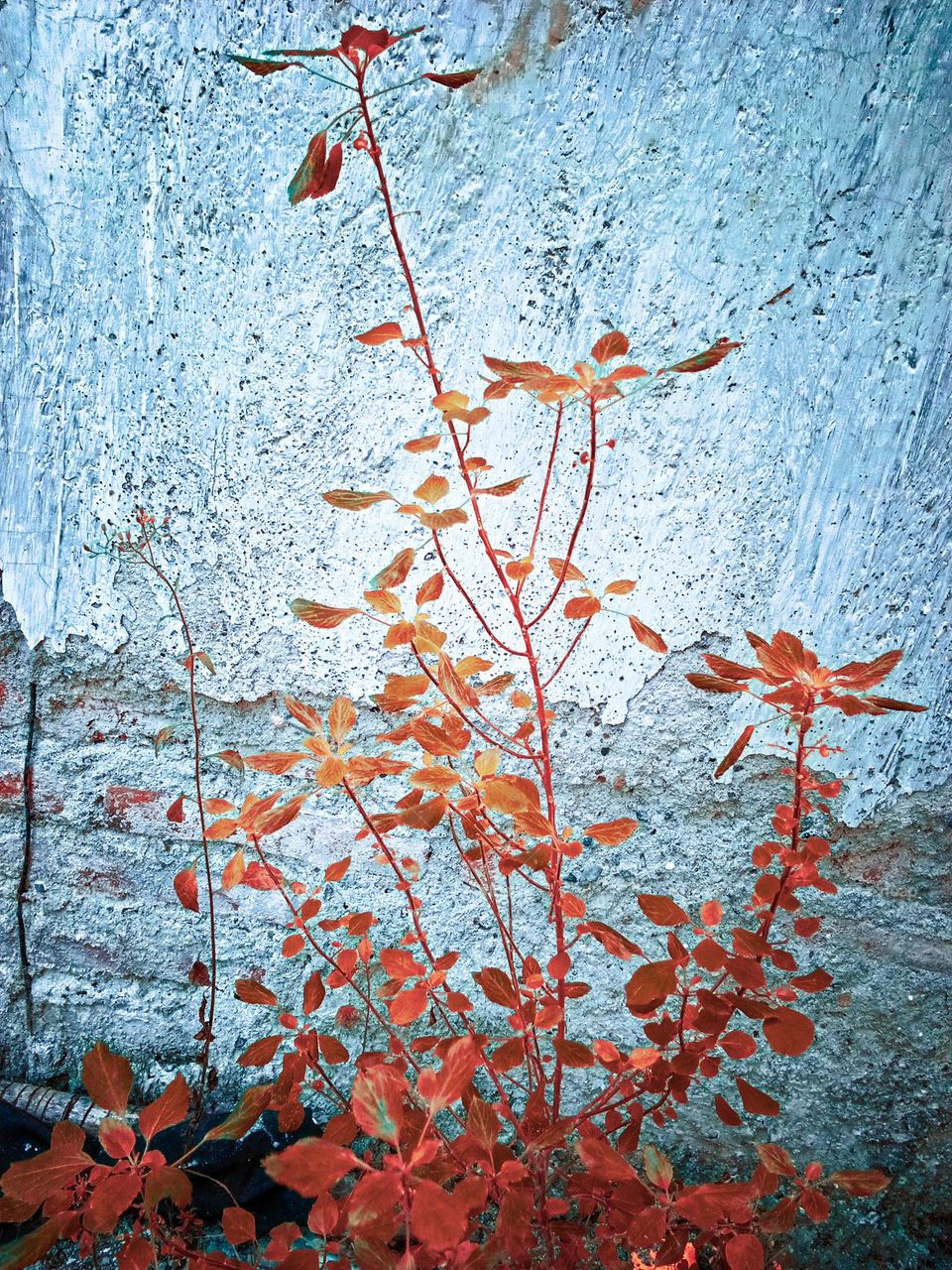 flowers on the edge of the house