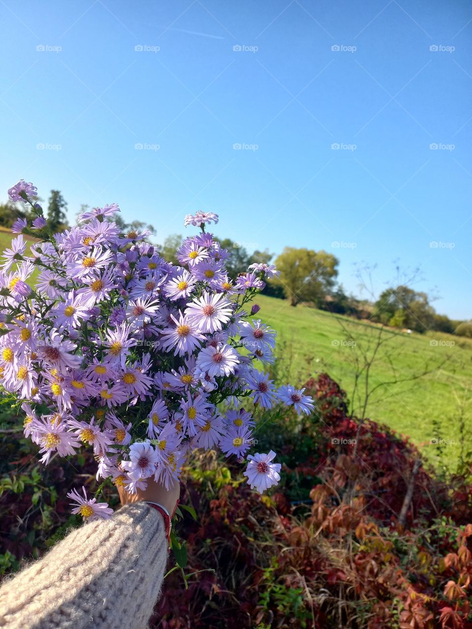 Wild flowers