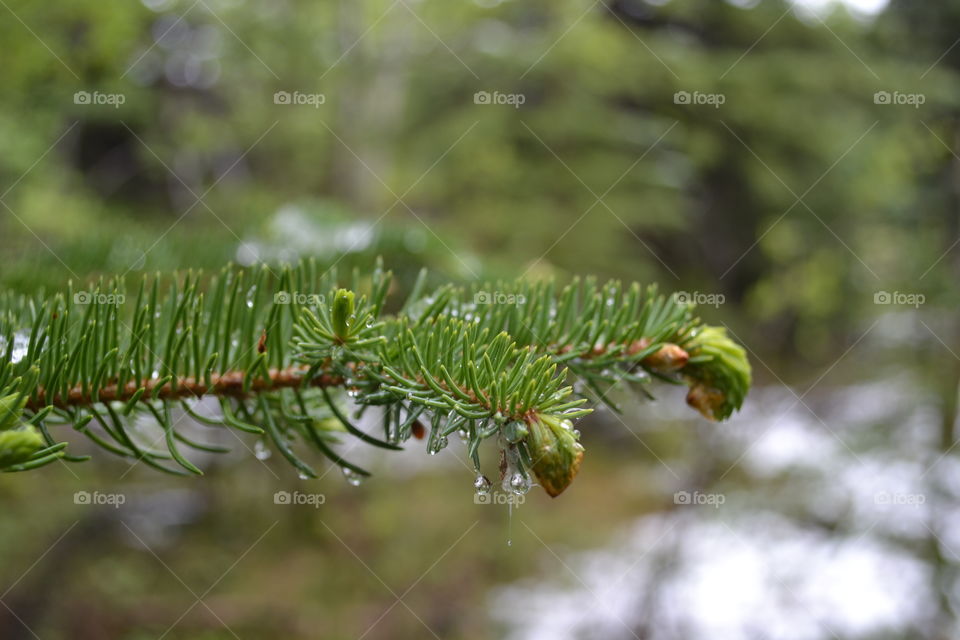 First buds on evergreen tree in a forest in Canada's Rocky Mountains in late spring 