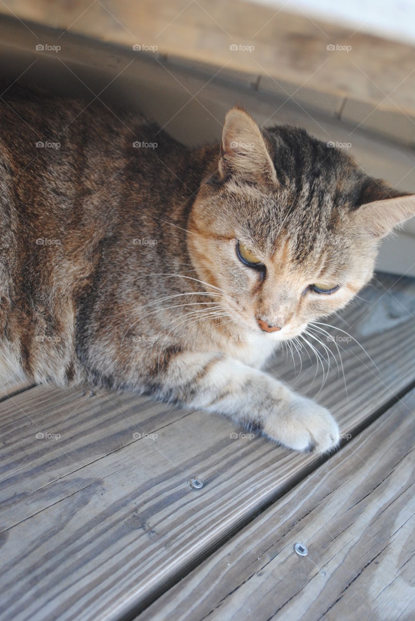 A portrait of a cat