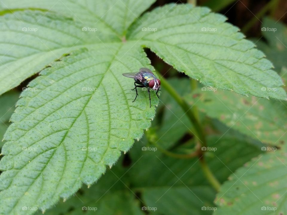 Greenbottle fly