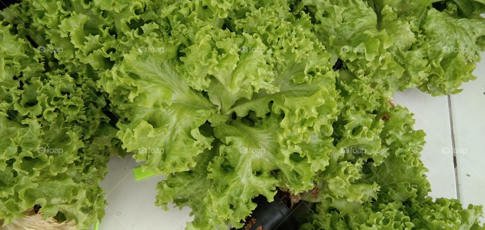 Lettuce (Lactuca sativa) is a vegetable plant that is commonly grown in temperate and tropical regions. The main use is as a salad.