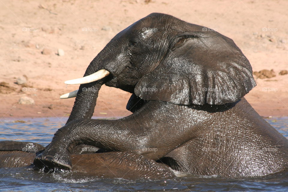 Playful elephants 