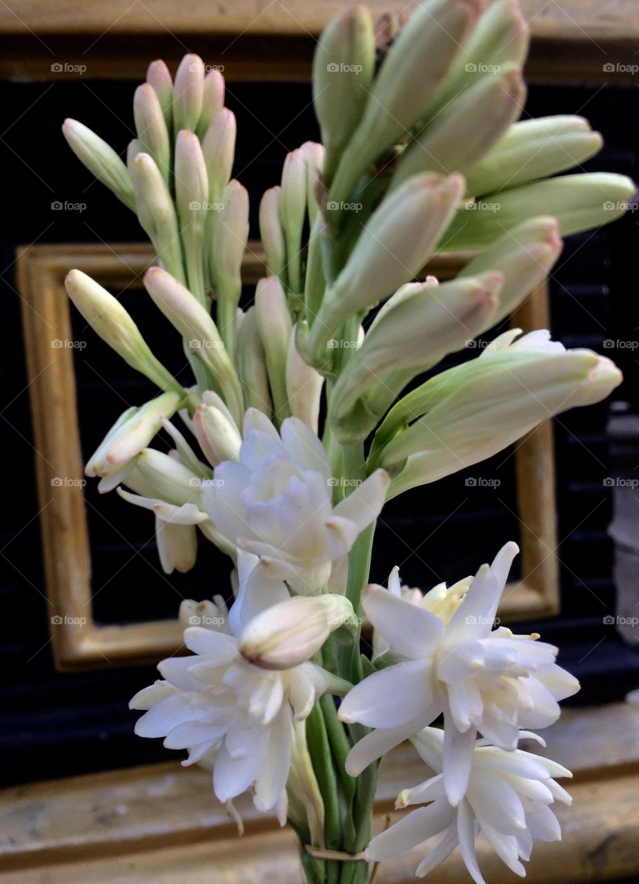 tuberose flower