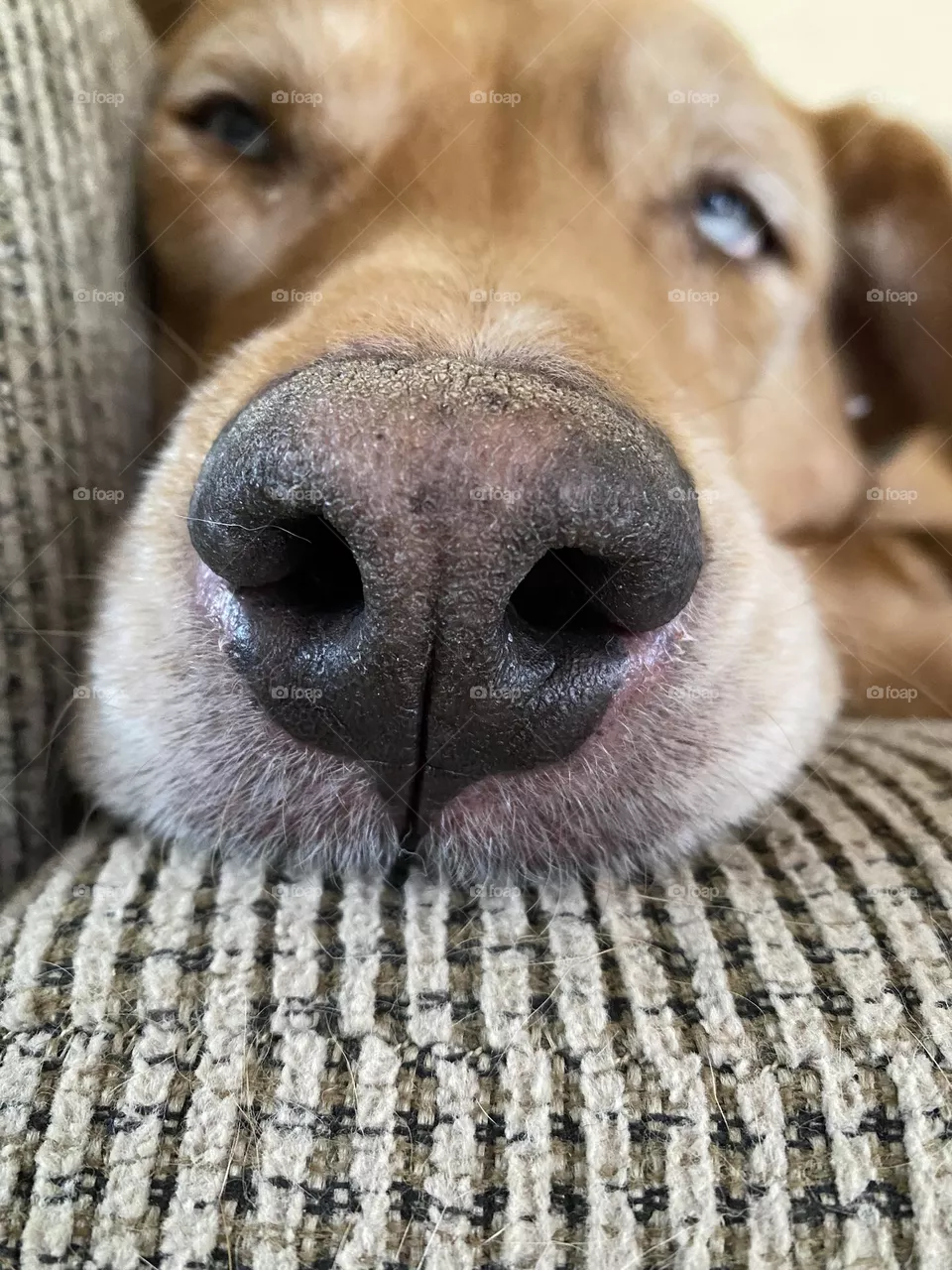 Sleepy mutt 