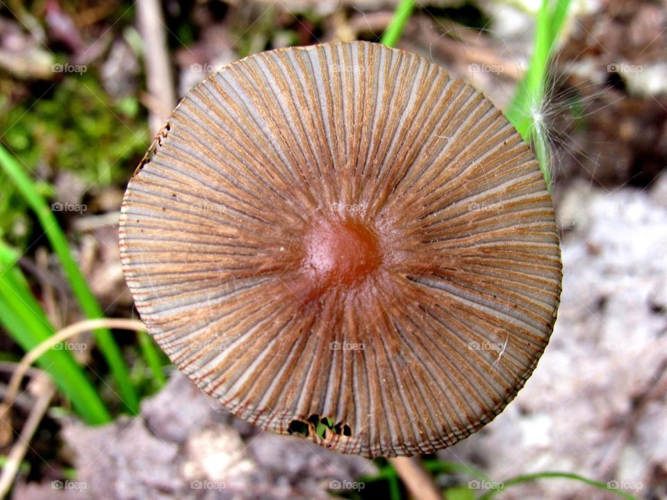 mushroom