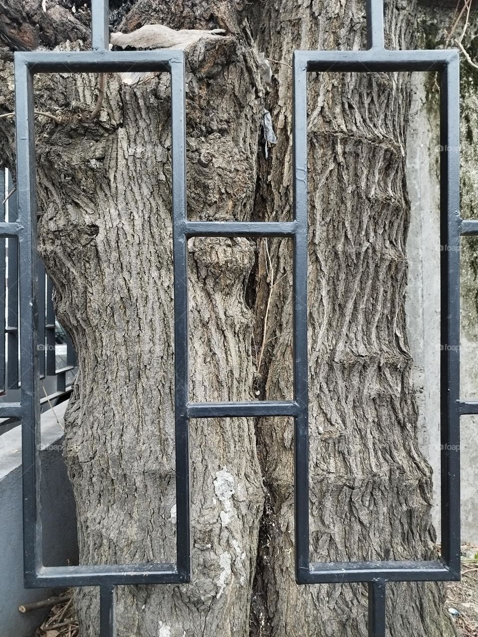 Tree behind a RecTangle fence