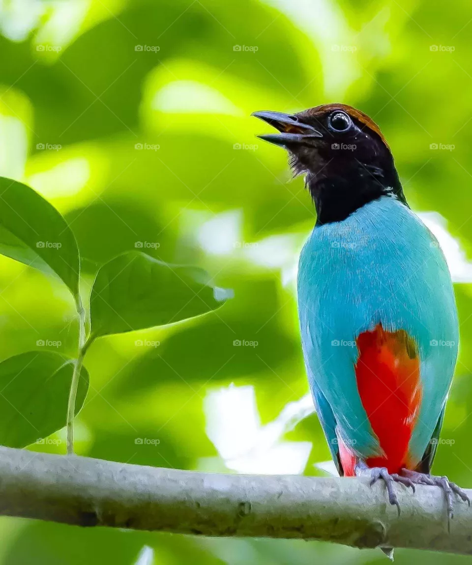 bird