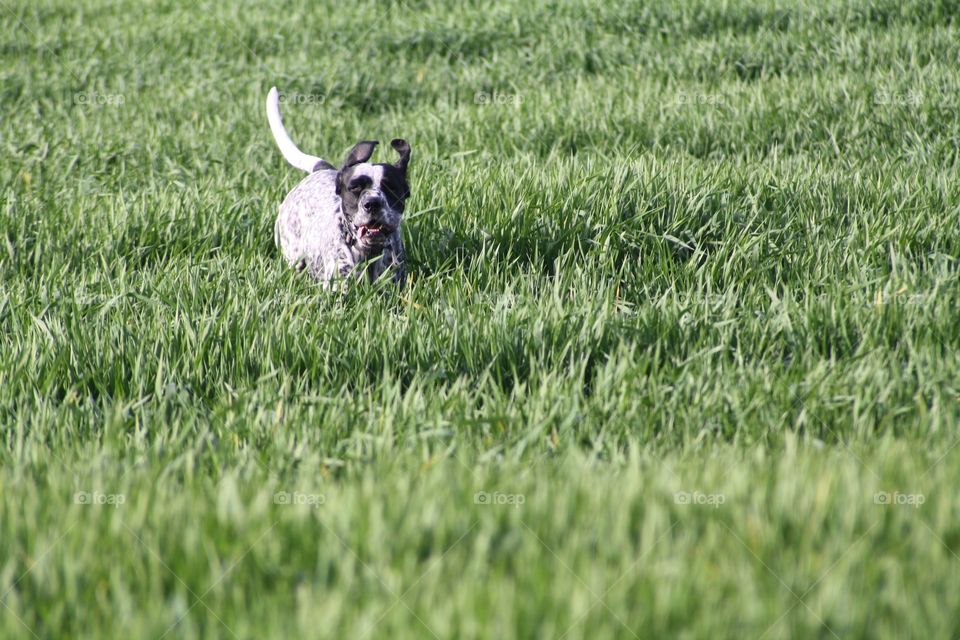 A dog running on the field