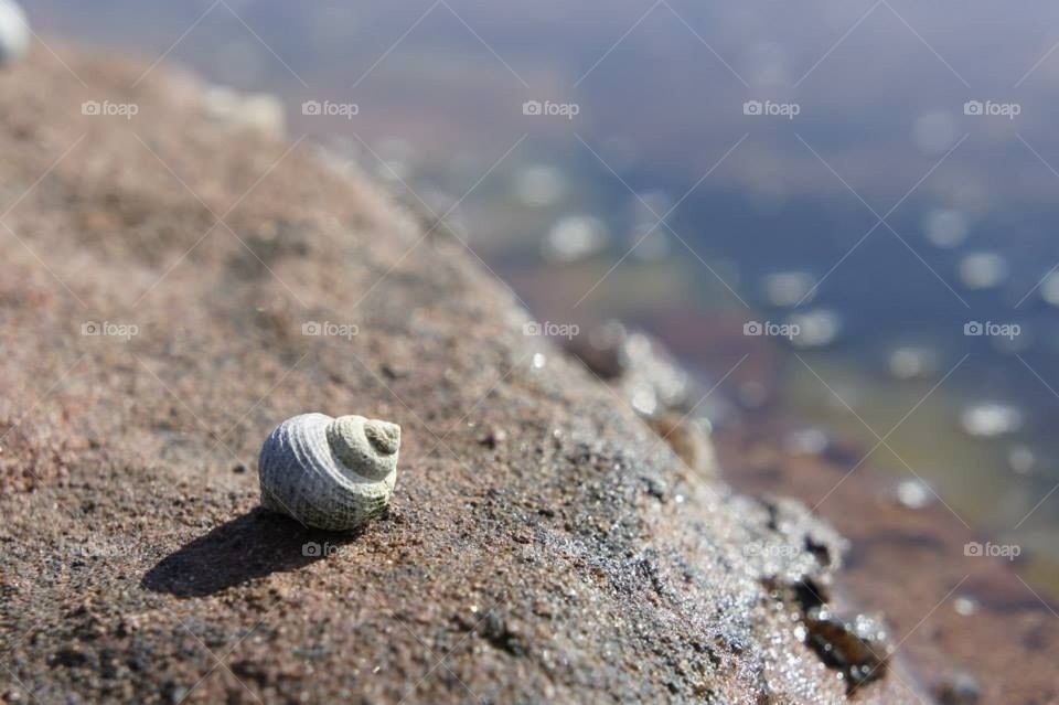 summer shell by l.mcquater