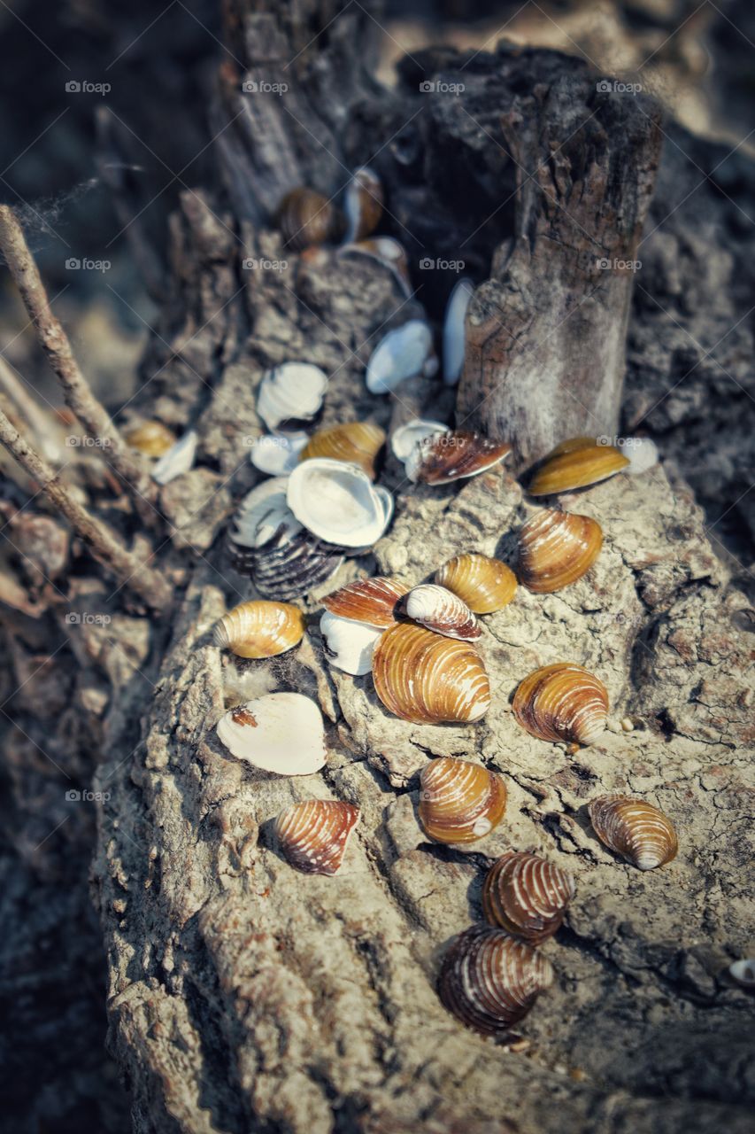 shells